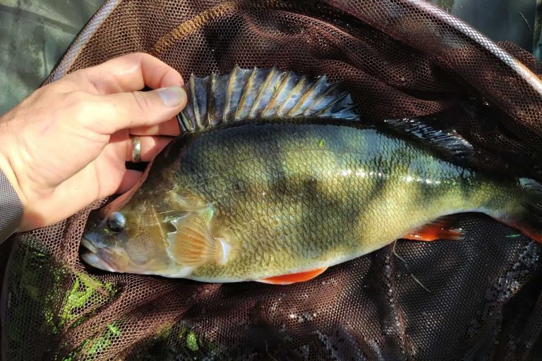 Watmore Farm Fishery