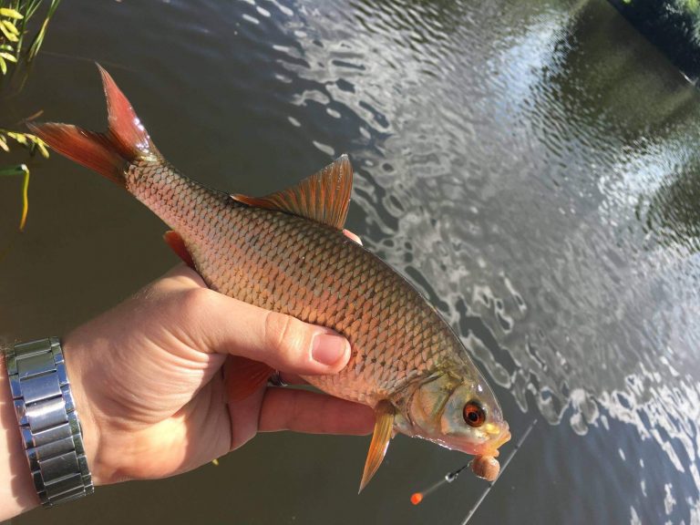 Watmore Farm Fishery